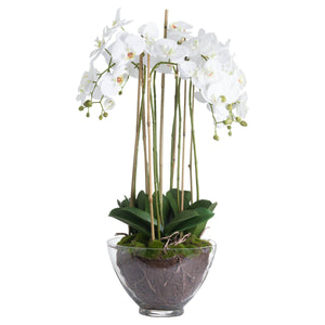 Large White Orchid In Glass Pot