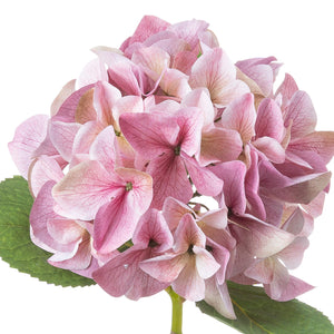 Shabby Pink Single Hydrangea