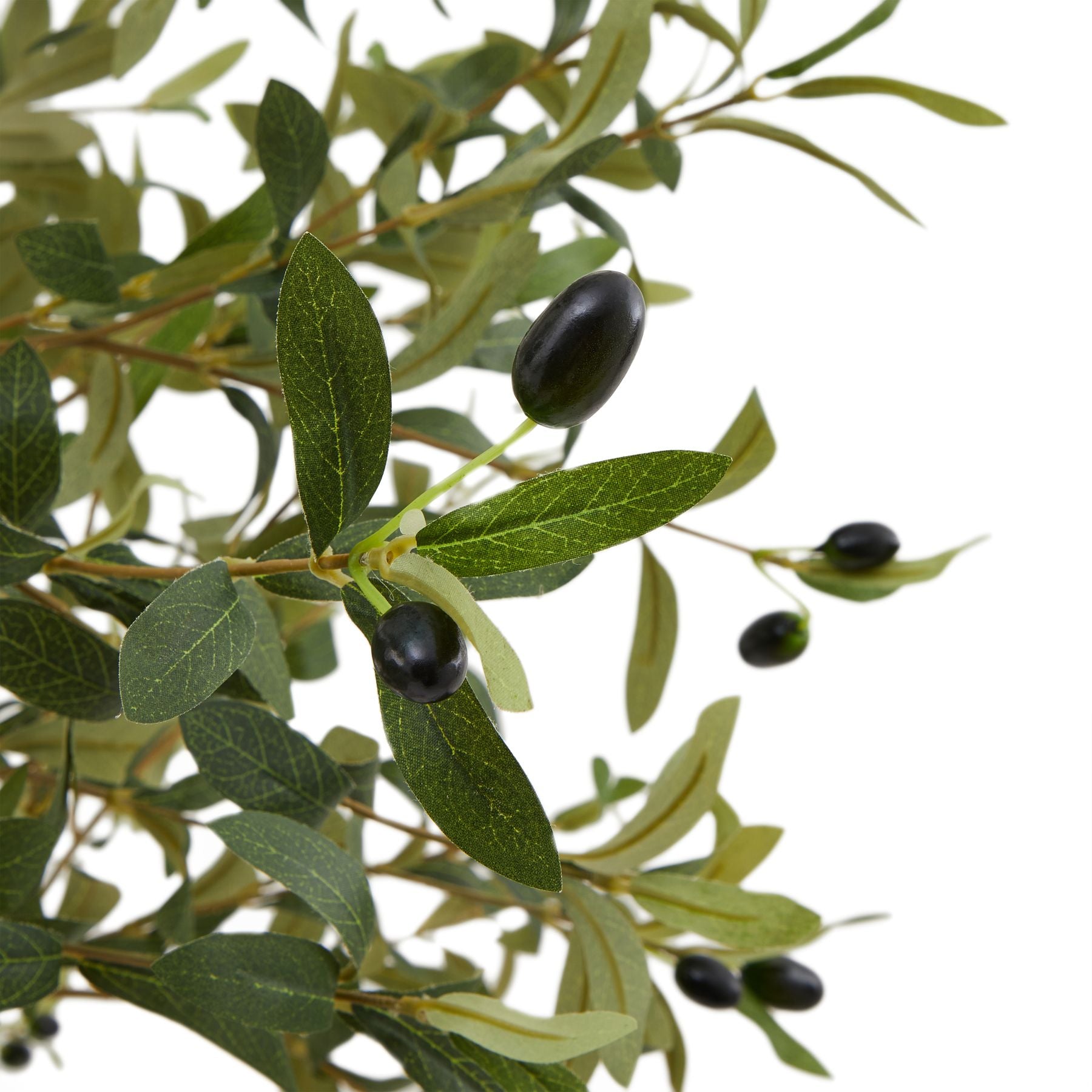 Calabria Large Olive Tree