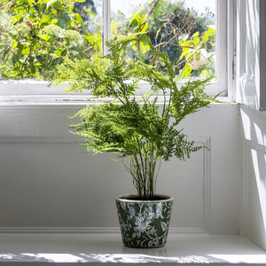 Asparagus Fern in Pot