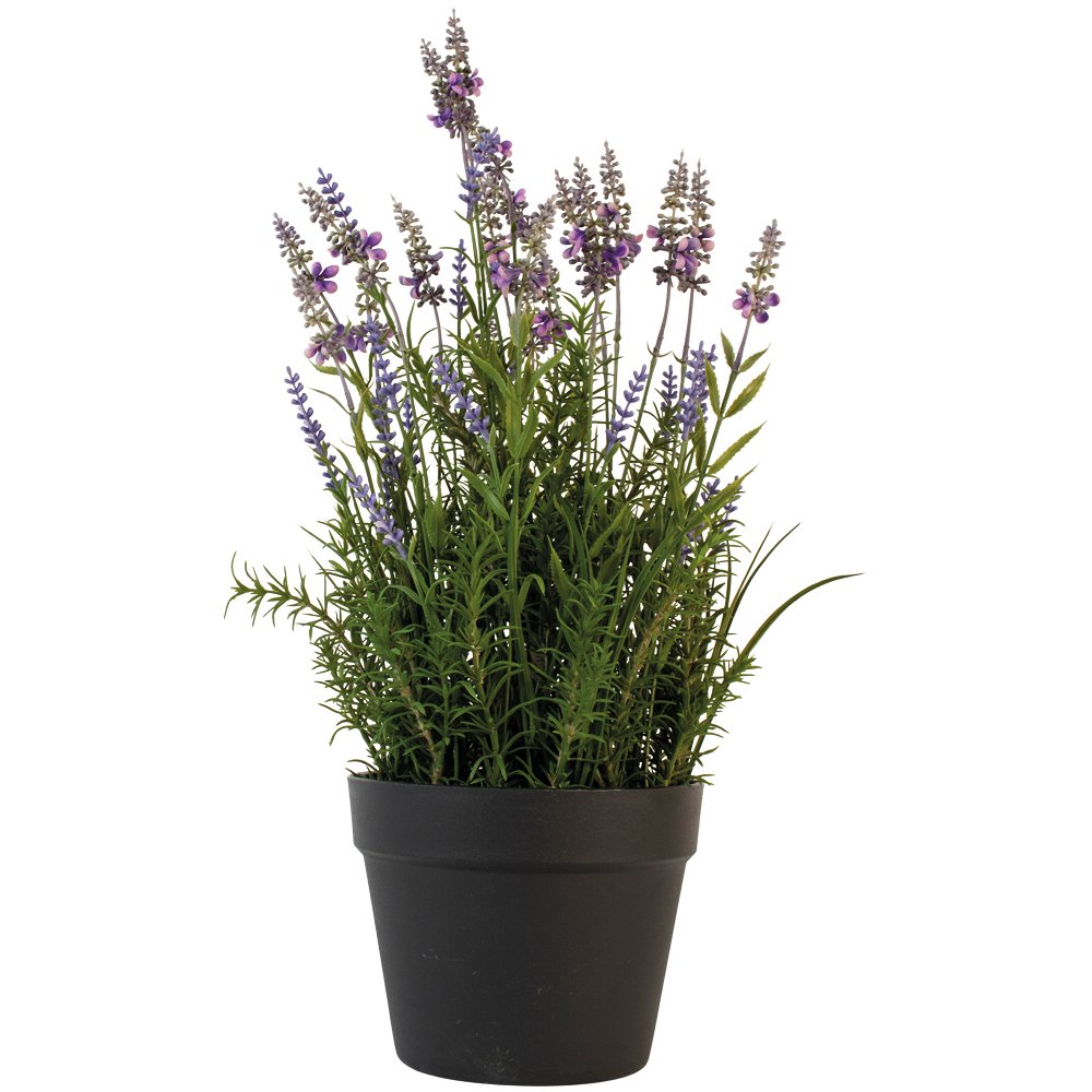 English Lavender in Pot Large